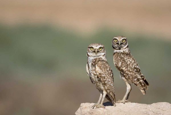 USA, Arizona, Buckeye A pair of burrowing owls